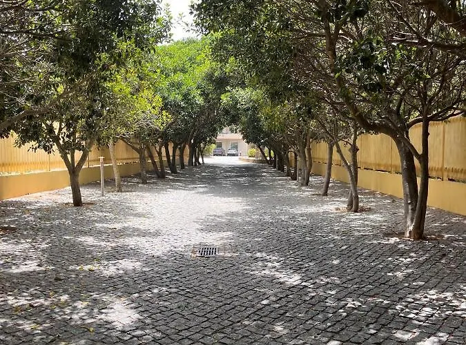 Barracuda Bythesea 알부페이라